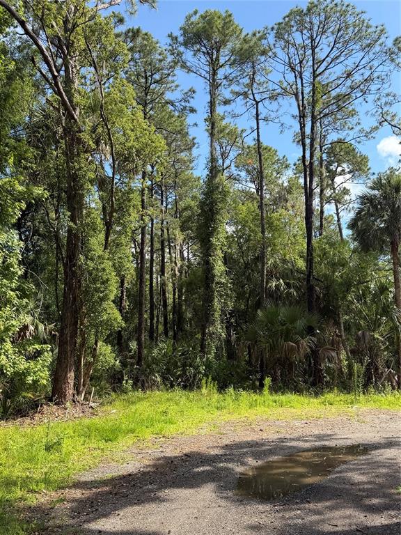 A dirt path leads to a dense forest of tall pine trees and palmettos — 1340 JAYCE CT, GENEVA, FL