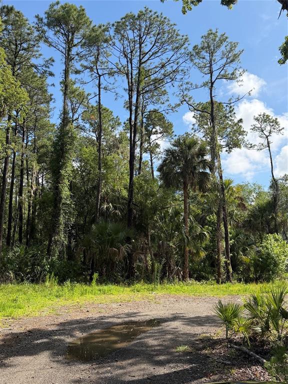 A dirt path leads toward a dense forest of tall pine and palm trees — 1340 JAYCE CT, GENEVA, FL