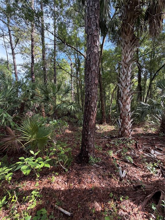 A wooded lot features a tall pine tree and a cabbage palm among dense undergrowth — 1340 JAYCE CT, GENEVA, FL