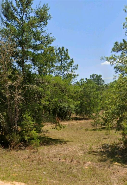 A view of a grassy, wooded lot with tall pine trees under a clear sky — LOT 14 15 16 AND 17 IDAHO AVENUE, HAWTHORNE, FL