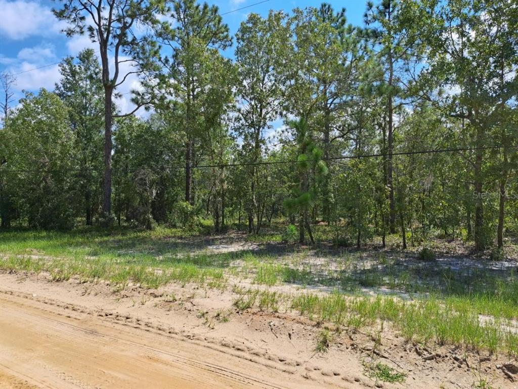 A dirt road borders a wooded lot with tall pine trees and sandy ground — 216 HIGHLAND DRIVE, HAWTHORNE, FL
