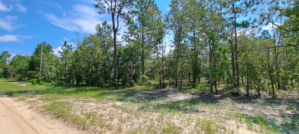 A dirt road runs alongside a wooded lot with sandy ground and scattered green vegetation — 216 HIGHLAND DRIVE, HAWTHORNE, FL