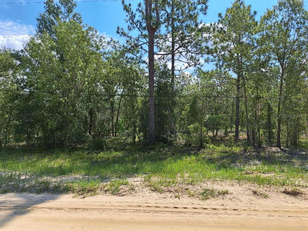 A dirt road runs in front of a wooded lot with tall pine trees — 216 HIGHLAND DRIVE, HAWTHORNE, FL