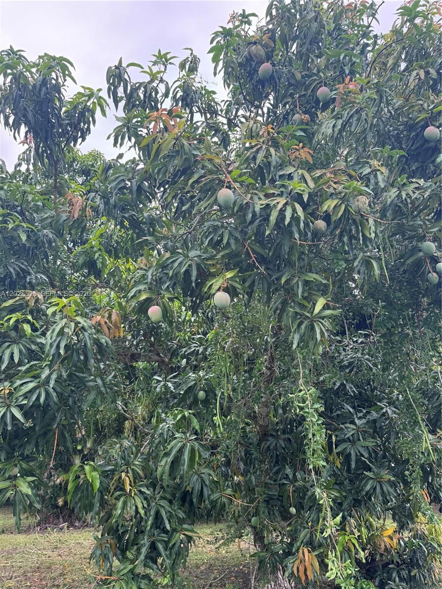 A large mango tree with several ripening fruits hangs in a residential yard — 19121 SW Conners Hwy, Port Mayaca FL 33438, PORT MAYACA, FL