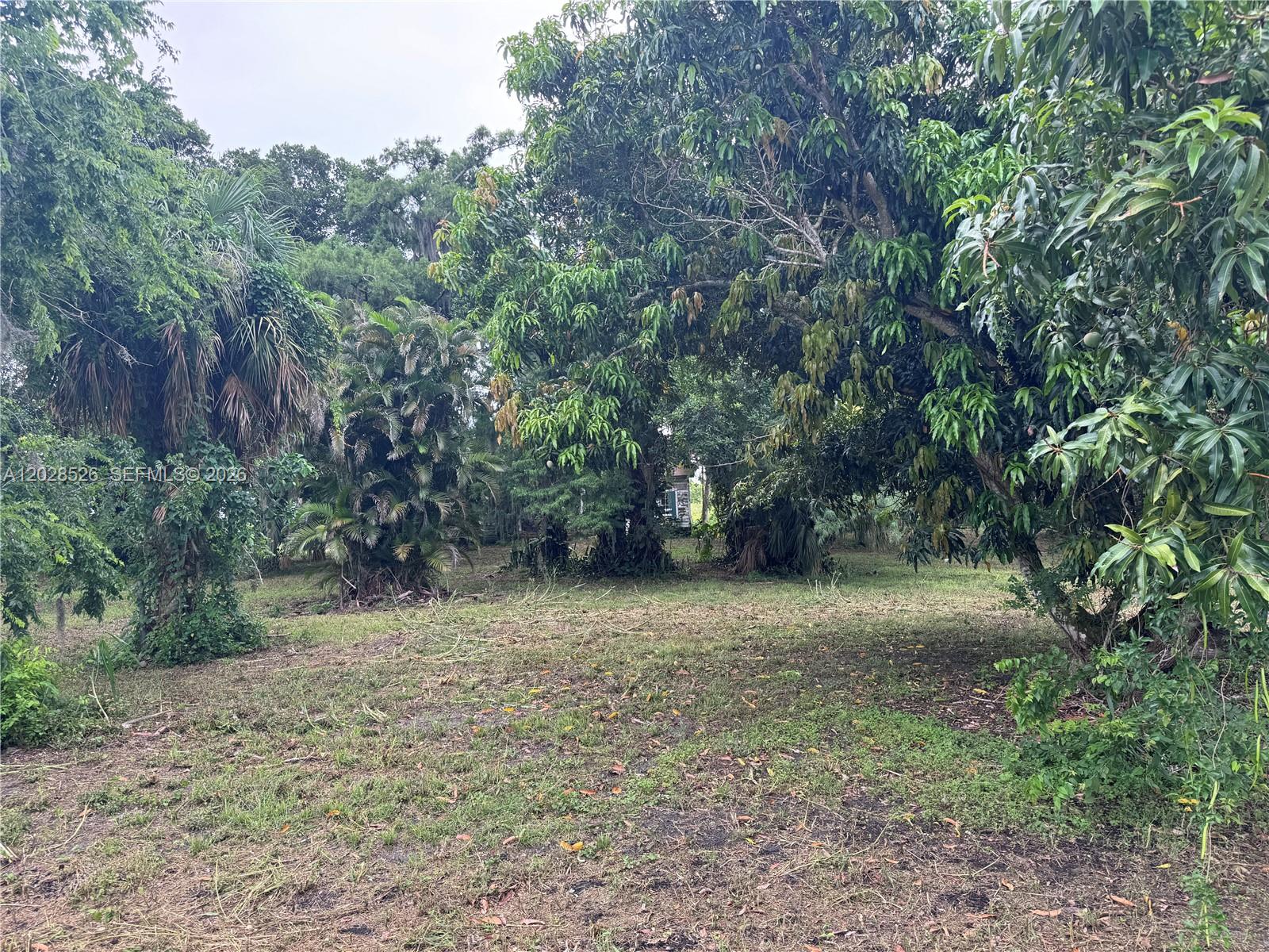 A grassy lot features several large mango trees and various palm trees — 19121 SW Conners Hwy, Port Mayaca FL 33438, PORT MAYACA, FL