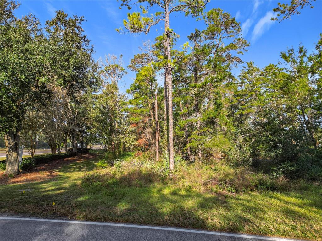 A wooded, undeveloped lot with tall pine trees sits adjacent to a paved road — 1 OAK VILLAGE BOULEVARD, HOMOSASSA, FL