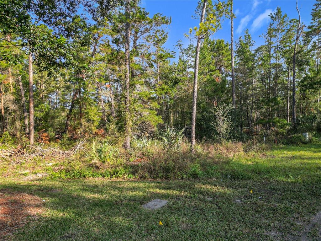 A wooded, undeveloped residential lot with grass in the foreground and dense trees behind — 1 OAK VILLAGE BOULEVARD, HOMOSASSA, FL