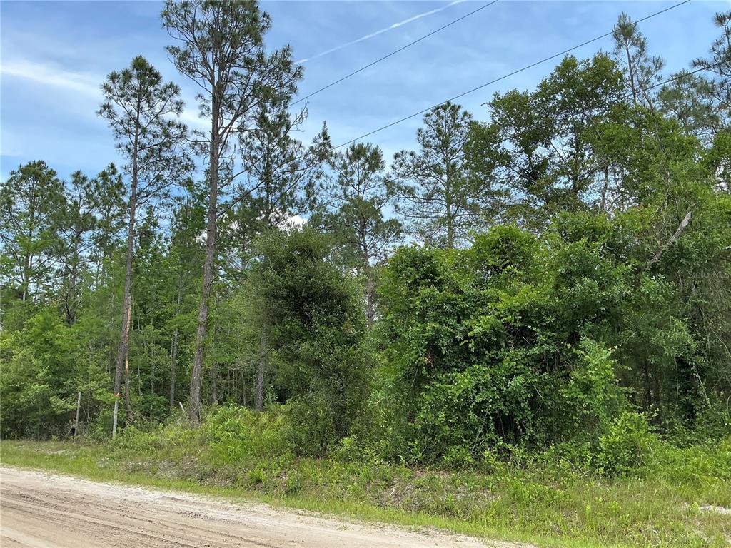 A dirt road runs along the front of a wooded lot with tall pine trees — 10730 BECKENGER AVENUE, HASTINGS, FL