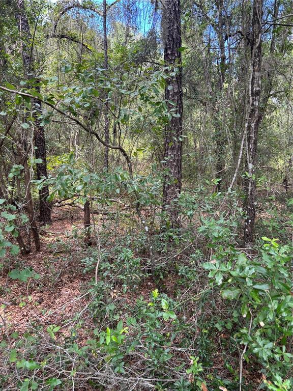 A dense, wooded area features tall pine trees and thick underbrush on a forest floor — 875 E ELSTON PLACE, CITRUS SPRINGS, FL