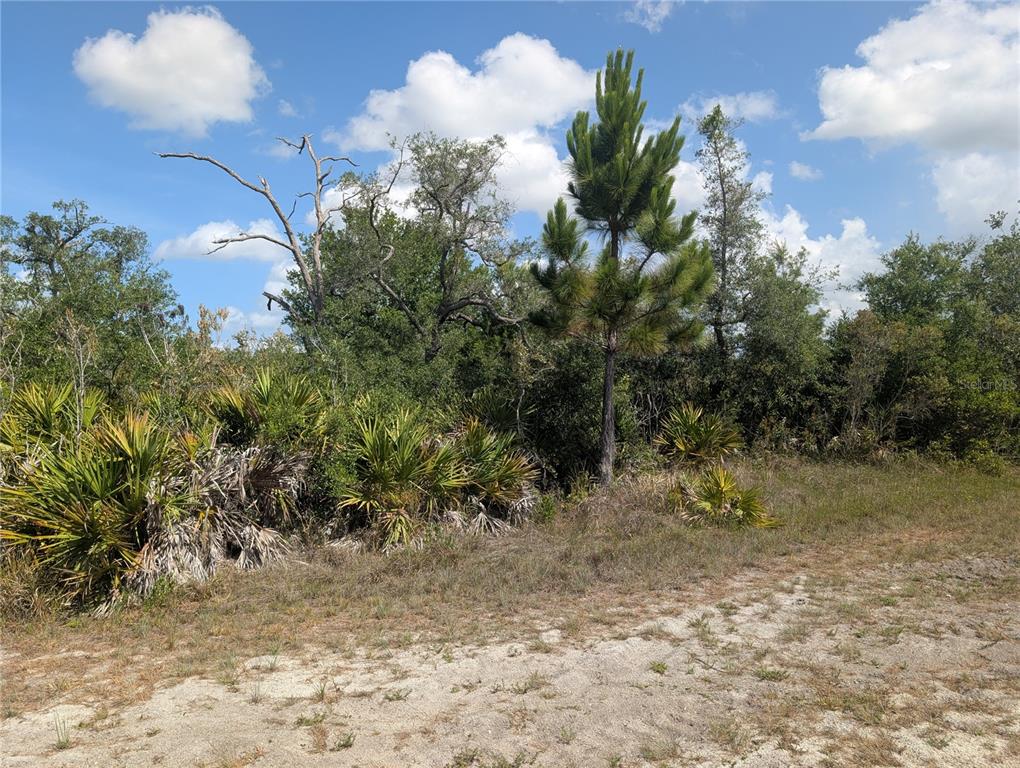 A sandy clearing sits in front of a dense thicket of palmettos and pine trees — LAKELAND DRIVE, INDIAN LAKE ESTATES, FL