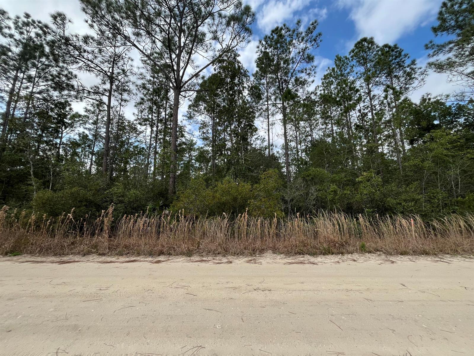 A sandy road runs in front of a dense forest of tall pine trees — 215 Royal Avenue, FL 32148, FL