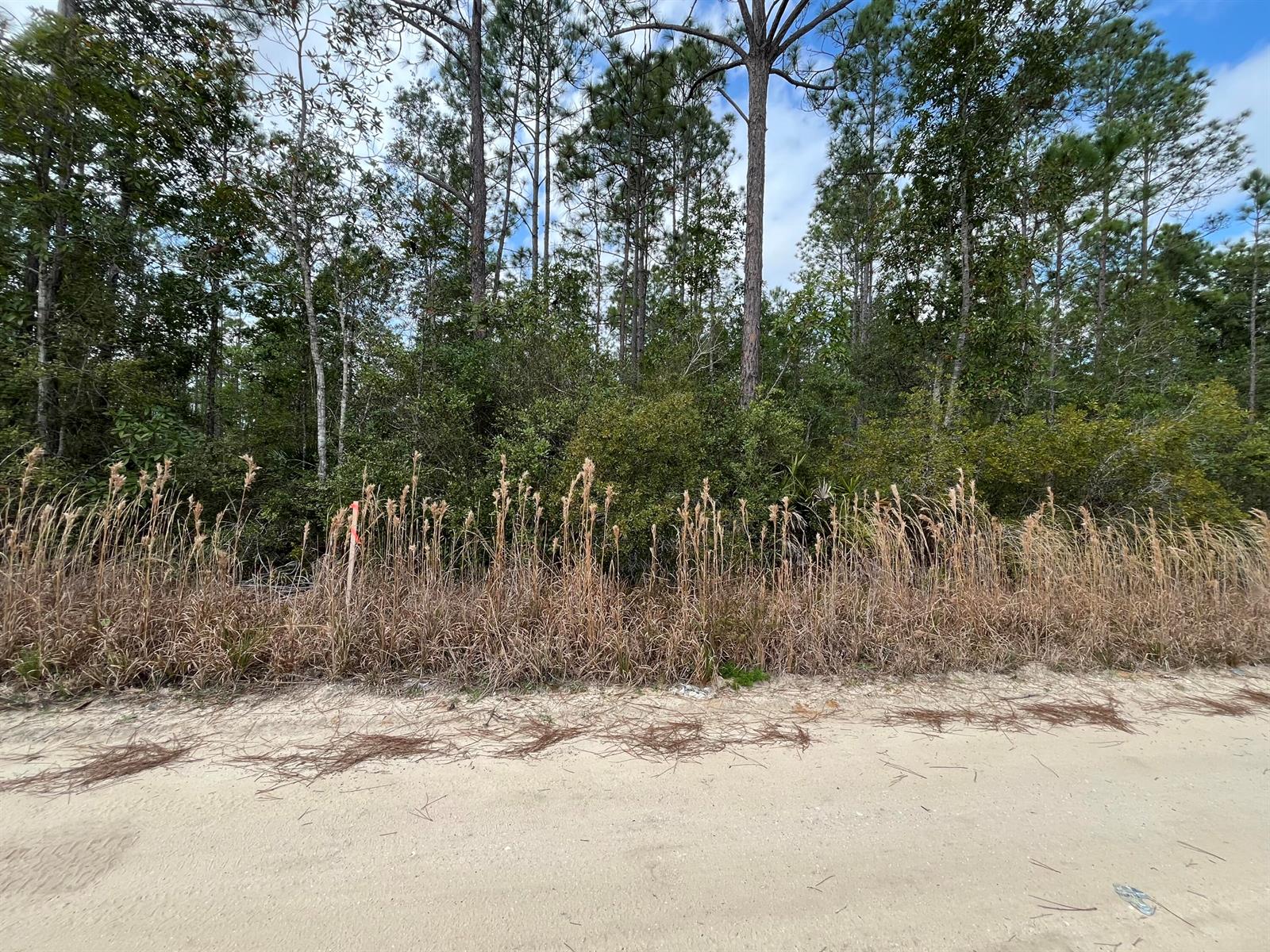 A sandy road runs in front of a wooded lot with tall, dry grasses — 215 Royal Avenue, FL 32148, FL