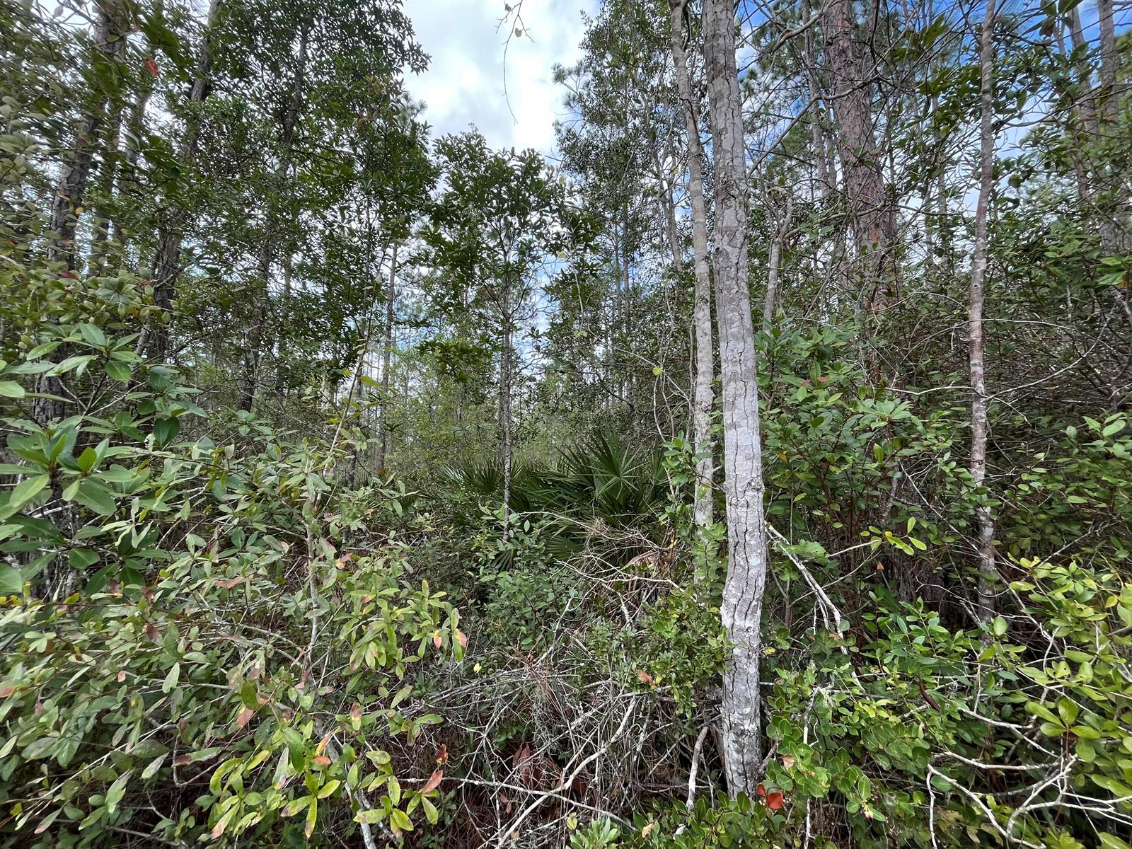 A dense forest scene featuring tall trees, thick underbrush, and saw palmetto plants — 215 Royal Avenue, FL 32148, FL