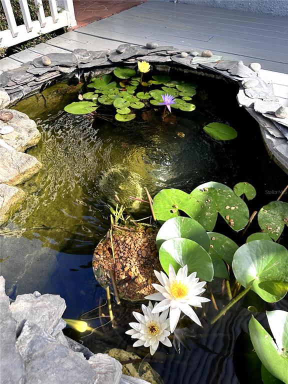 A small backyard pond features water lilies and stone edging next to a wooden deck — 155 69TH AVENUE N, ST PETERSBURG, FL