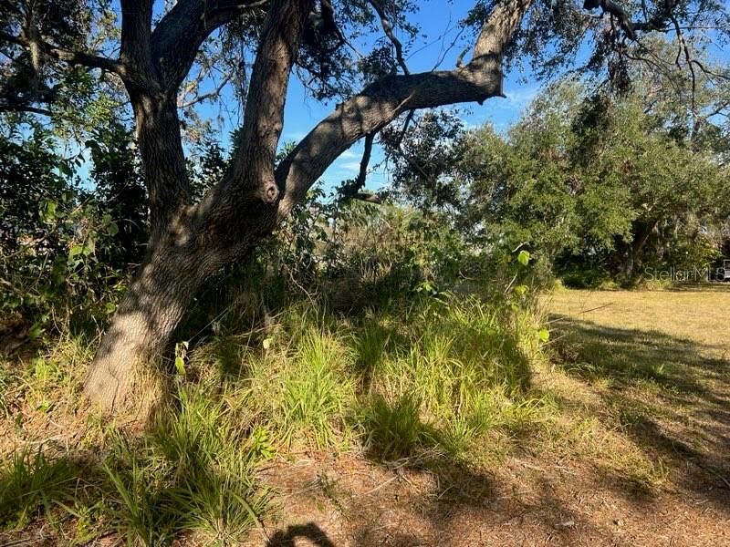 A large, mature tree with spreading branches stands over a patch of tall, wild grass — 4122 N LOCKWOOD RIDGE ROAD, SARASOTA, FL