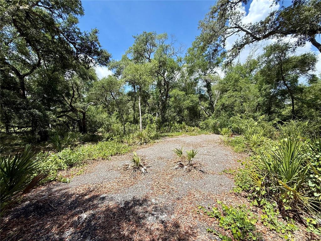 A gravel clearing is surrounded by dense trees and low-lying palmetto plants — LONG CIRCLE, WEBSTER, FL