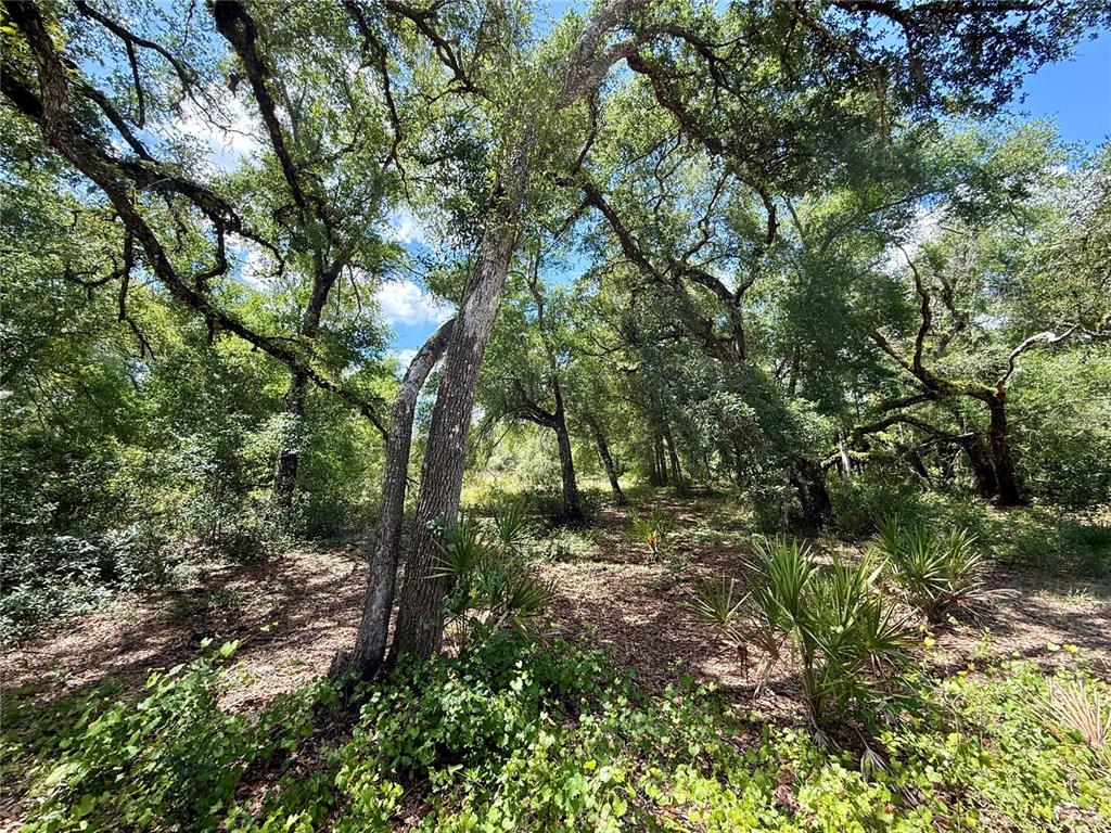 A wooded area features large oak trees and small palmetto plants under a blue sky — LONG CIRCLE, WEBSTER, FL