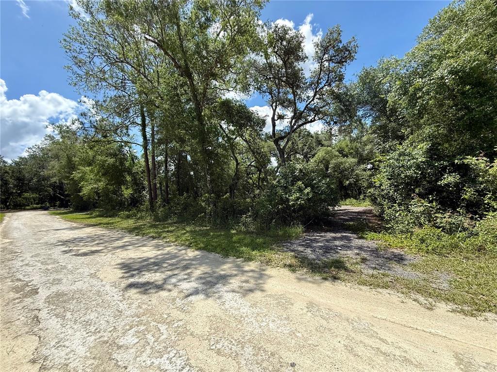 A dirt road runs alongside a wooded lot with dense trees and vegetation — LONG CIRCLE, WEBSTER, FL