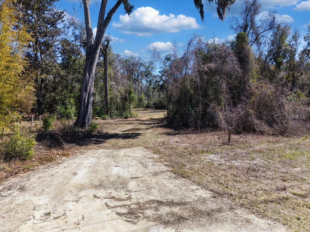 A dirt driveway leads into a wooded lot with scattered trees and dense brush — 4912 NE HIGHWAY 349, OLD TOWN, FL