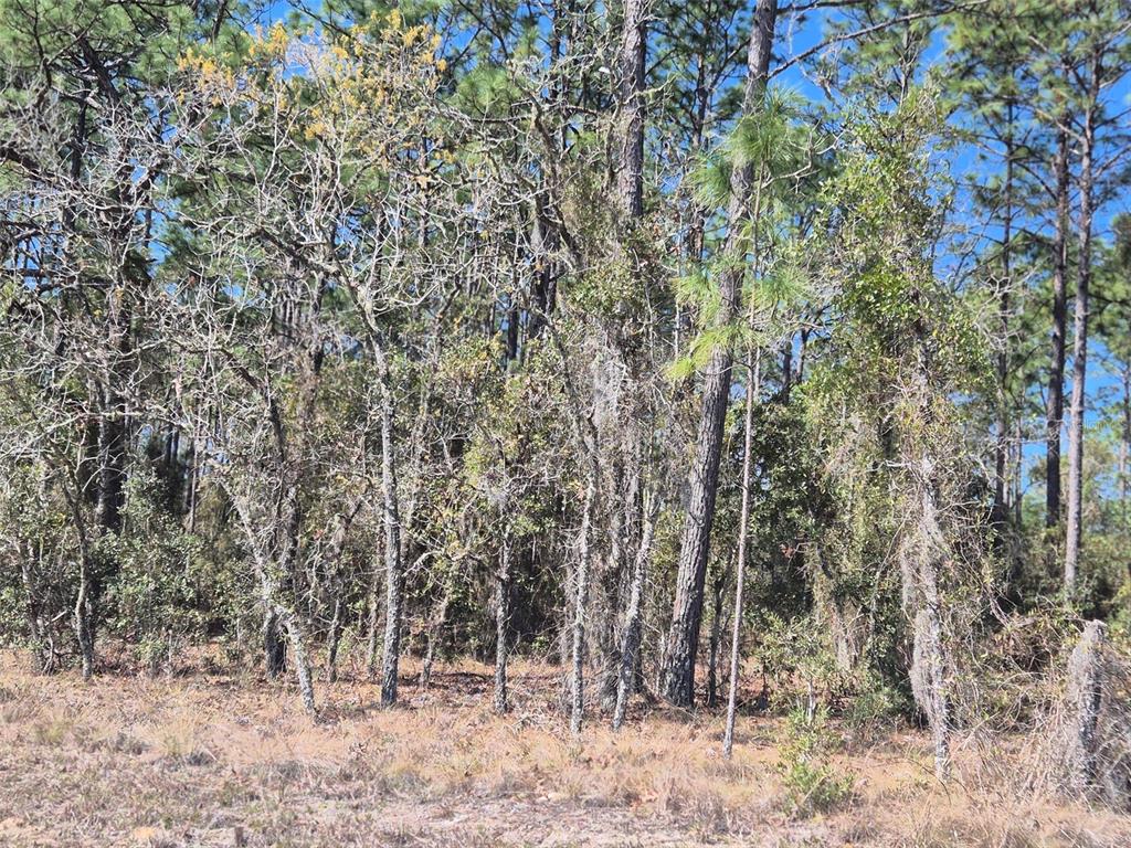 00 NE 137TH AVENUE, WILLISTON, FL — photo 2 of 11
