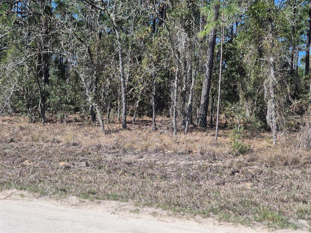 00 NE 137TH AVENUE, WILLISTON, FL — photo 3 of 11
