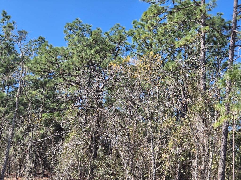 00 NE 137TH AVENUE, WILLISTON, FL — photo 4 of 11