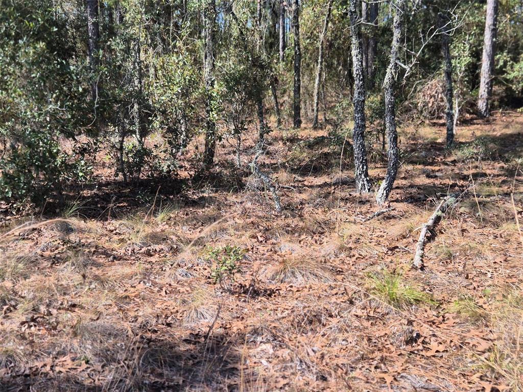 00 NE 137TH AVENUE, WILLISTON, FL — photo 5 of 11