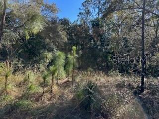 A wooded lot with tall pine trees and dry brush under a clear blue sky — 7991 N TINY LILY DRIVE, CITRUS SPRINGS, FL