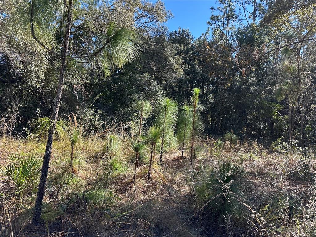 A wooded lot features young pine trees and native brush under a clear blue sky — 7991 N TINY LILY DRIVE, CITRUS SPRINGS, FL