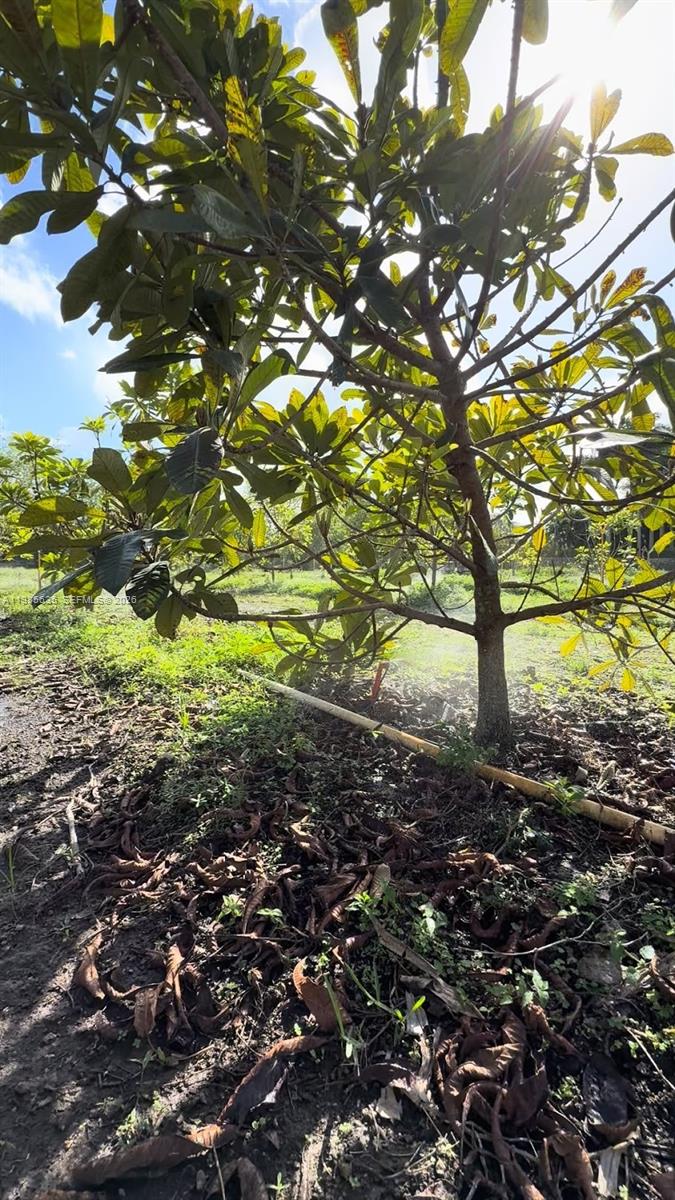A young tree with broad green leaves stands in a grassy field under bright sunlight — 16455 SW 207, Homestead FL 33187, HOMESTEAD, FL