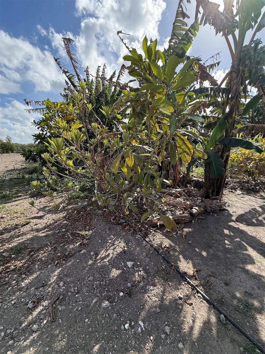 A small tree and banana plants grow in a sunny, dirt-covered outdoor area — 16455 SW 207, Homestead FL 33187, HOMESTEAD, FL