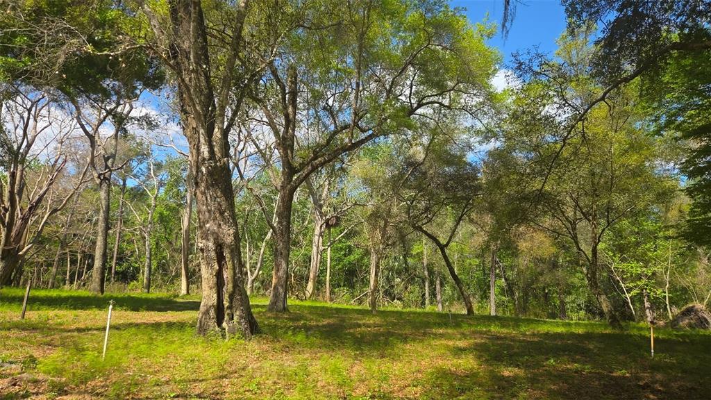 A grassy, wooded lot features several large, mature trees under a bright blue sky — 2140 ST JOHNS RIVER ROAD, ASTOR, FL