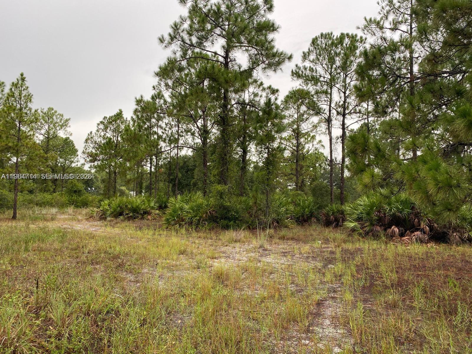 A grassy, undeveloped lot features scattered pine trees and low-lying palmetto bushes — 2321 Macarthur Ave, Lehigh Acres FL 33920, LEHIGH ACRES, FL