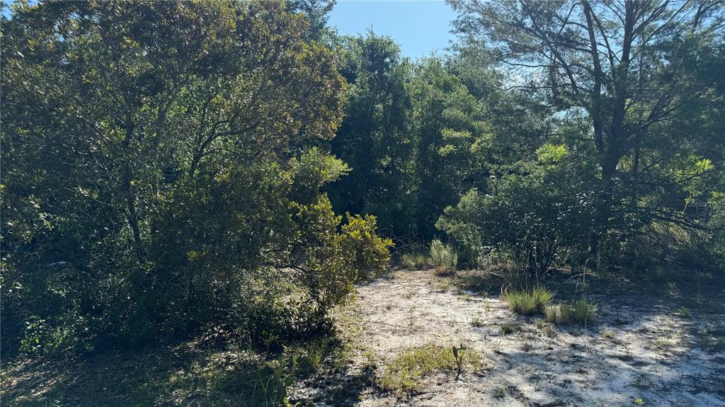A sandy, partially cleared lot is surrounded by dense trees and native vegetation — 8045 NE 307TH AVENUE, FORT MC COY, FL