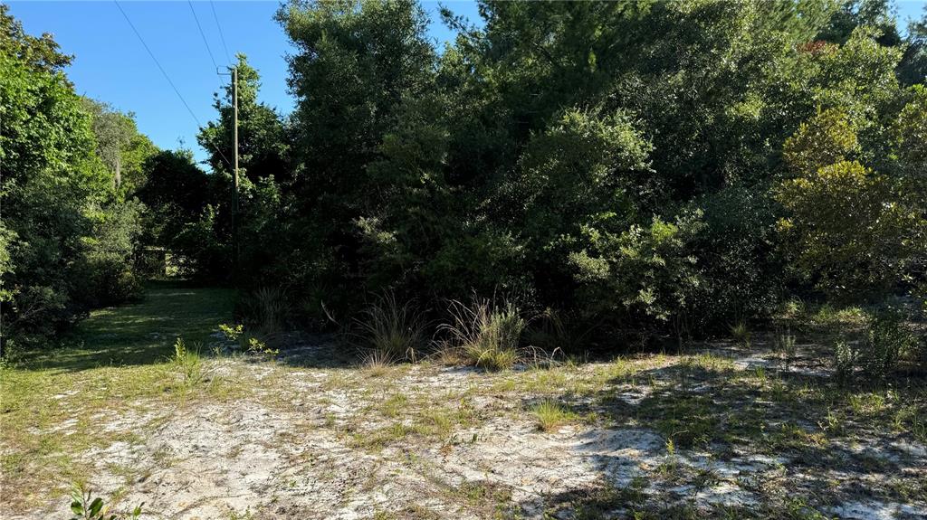 A sandy, partially cleared lot is surrounded by dense trees and vegetation — 8045 NE 307TH AVENUE, FORT MC COY, FL