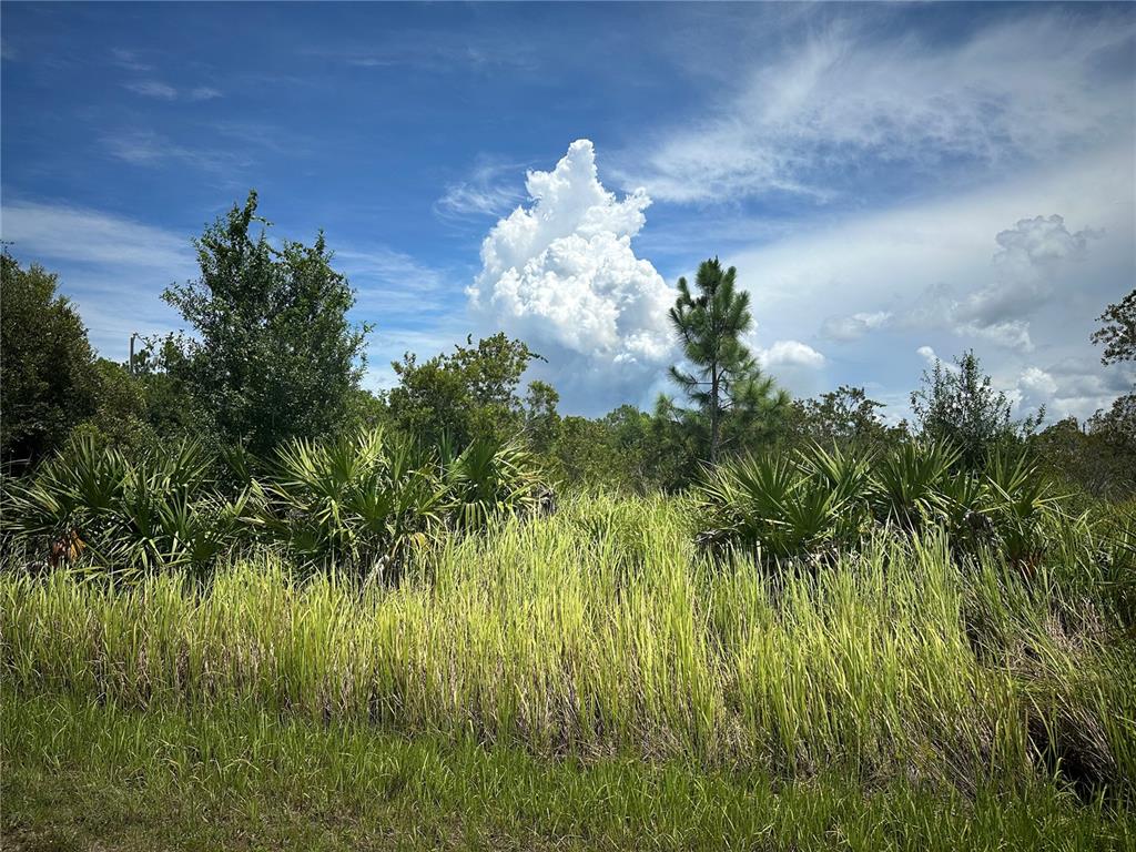 A grassy, undeveloped lot features scattered palmetto bushes and trees under a bright blue sky — 13214 ARMOUR DRIVE, PUNTA GORDA, FL