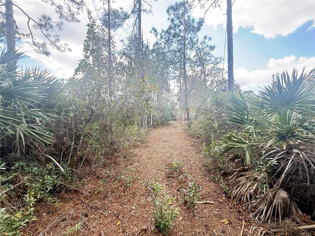 A narrow dirt path leads through a wooded area with pine trees and palmetto bushes — 12 PINEASH LANE, PALM COAST, FL