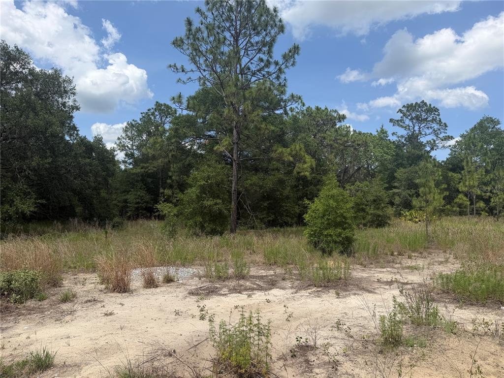 A vacant, sandy lot features scattered grasses and a dense line of mature trees — TBD SW 145TH CT, OCALA, FL