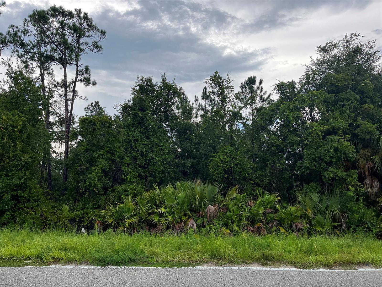 A view of a wooded lot with dense vegetation and tall pine trees along a road — 6883 St Johns Avenue, Palatka FL 32177, PALATKA, FL