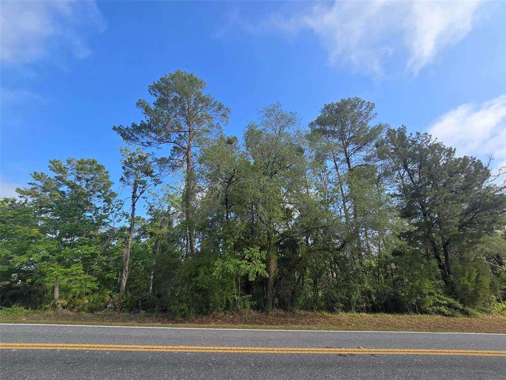 A paved road runs in front of a wooded lot with various tall trees — 10185 NODDY TERN ROAD, WEEKI WACHEE, FL