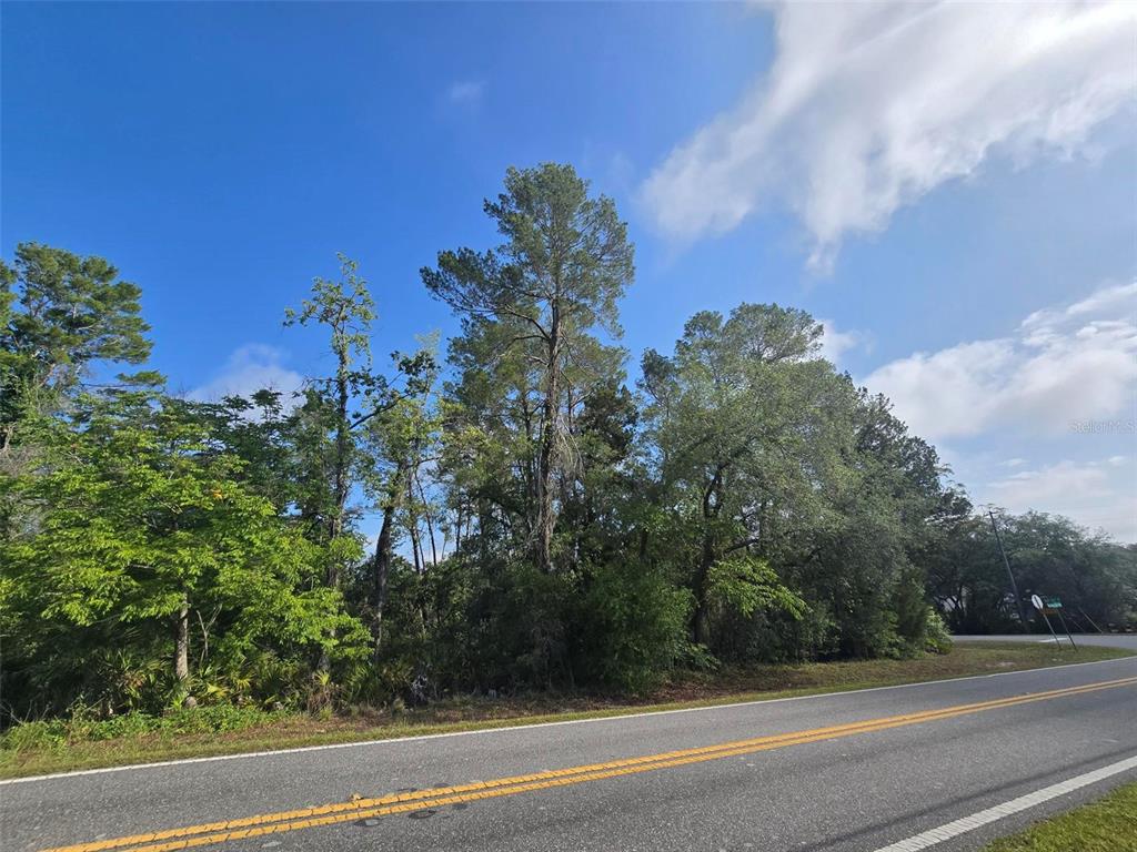 A paved road runs alongside a wooded lot with tall pine and deciduous trees — 10185 NODDY TERN ROAD, WEEKI WACHEE, FL