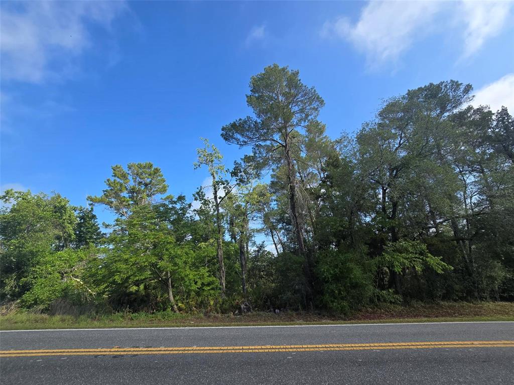 A paved road runs in front of a wooded lot with tall pine trees — 10185 NODDY TERN ROAD, WEEKI WACHEE, FL