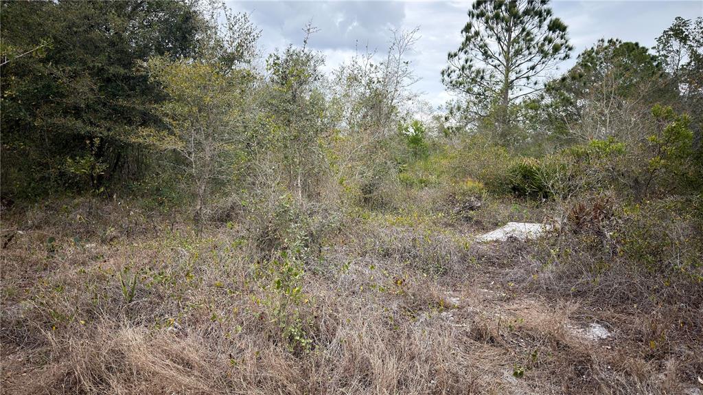 A view of a wooded, undeveloped lot with dry grass and scattered trees — 336 PERSHING AVENUE, LAKE PLACID, FL