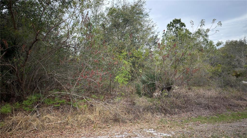 A view of a dense, overgrown wooded lot with various trees, shrubs, and dry grass — 336 PERSHING AVENUE, LAKE PLACID, FL