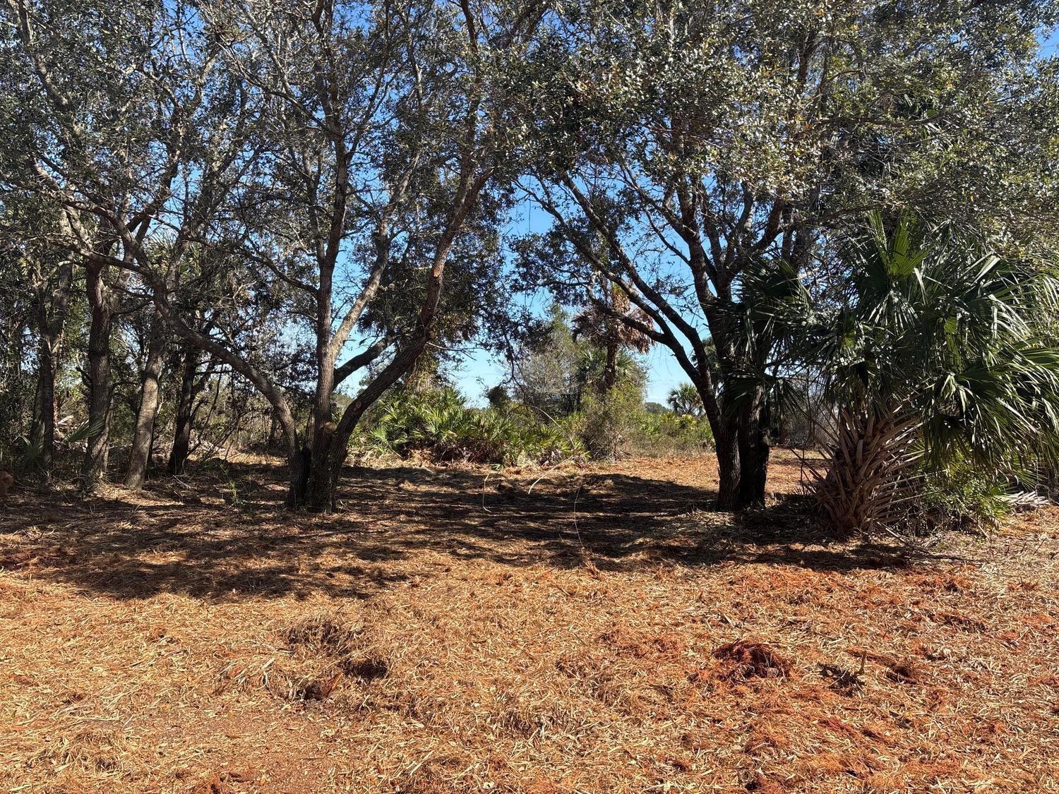 A cleared, mulched lot features mature oak trees and a palmetto plant under a blue sky — 0 NW 304th Street, Okeechobee FL 34972, OKEECHOBEE, FL