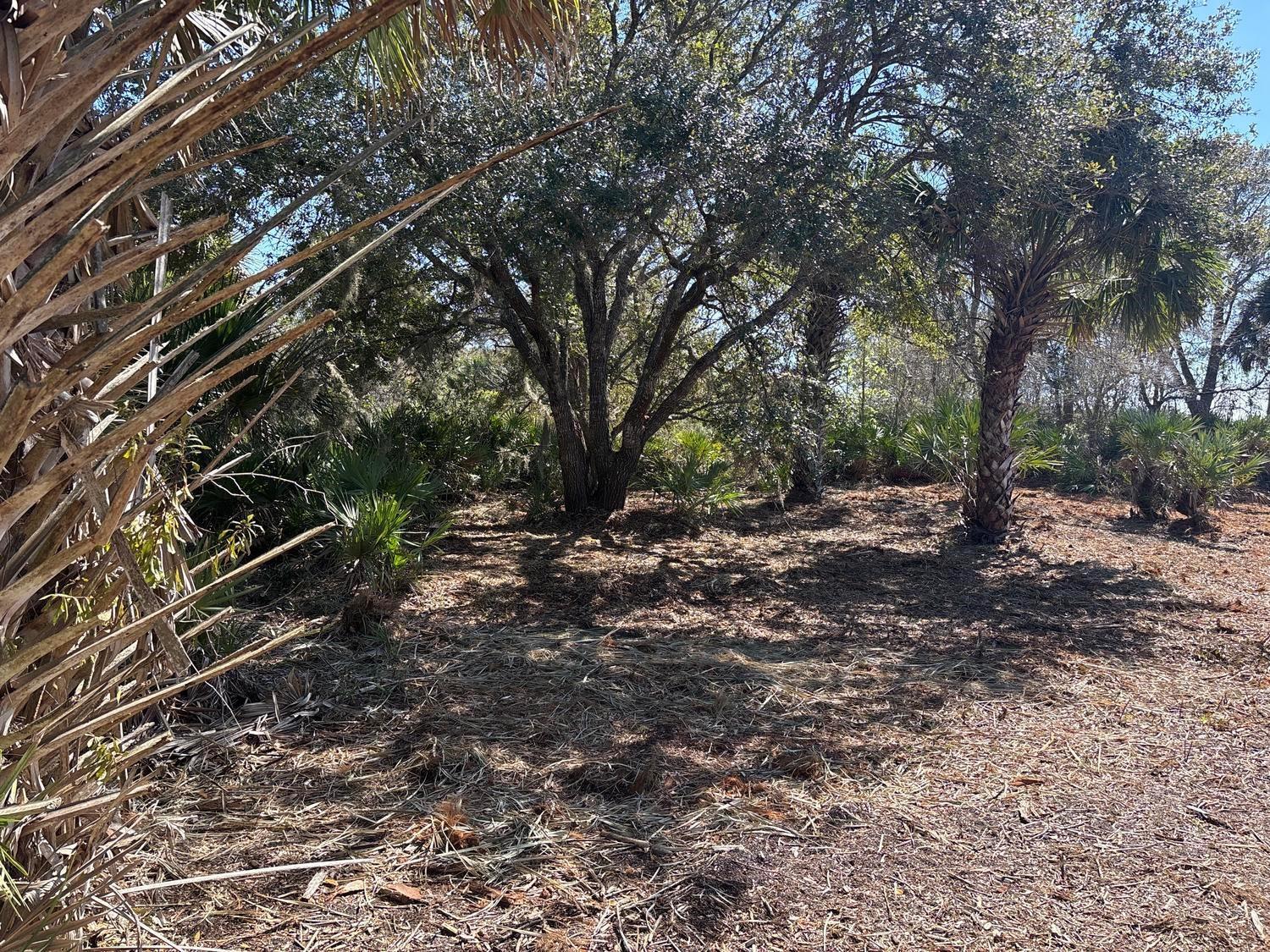 A wooded lot features mature oak trees, palm trees, and low-lying palmetto bushes — 0 NW 304th Street, Okeechobee FL 34972, OKEECHOBEE, FL