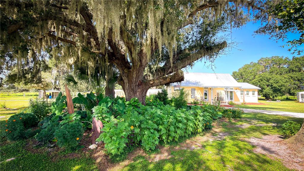 A large oak tree with Spanish moss shades a yellow house with a metal roof — 7820 SW 32ND STREET, BUSHNELL, FL