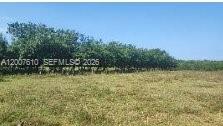 A flat, grassy field stretches toward a line of trees under a clear blue sky — Zona Sur, Carretera del Litoral, Cangrejera, FL