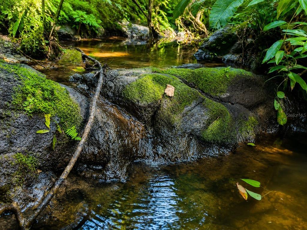 A small stream flows over moss-covered rocks in a lush, wooded forest setting — 24050 WINDING CREEK DRIVE, BROOKSVILLE, FL