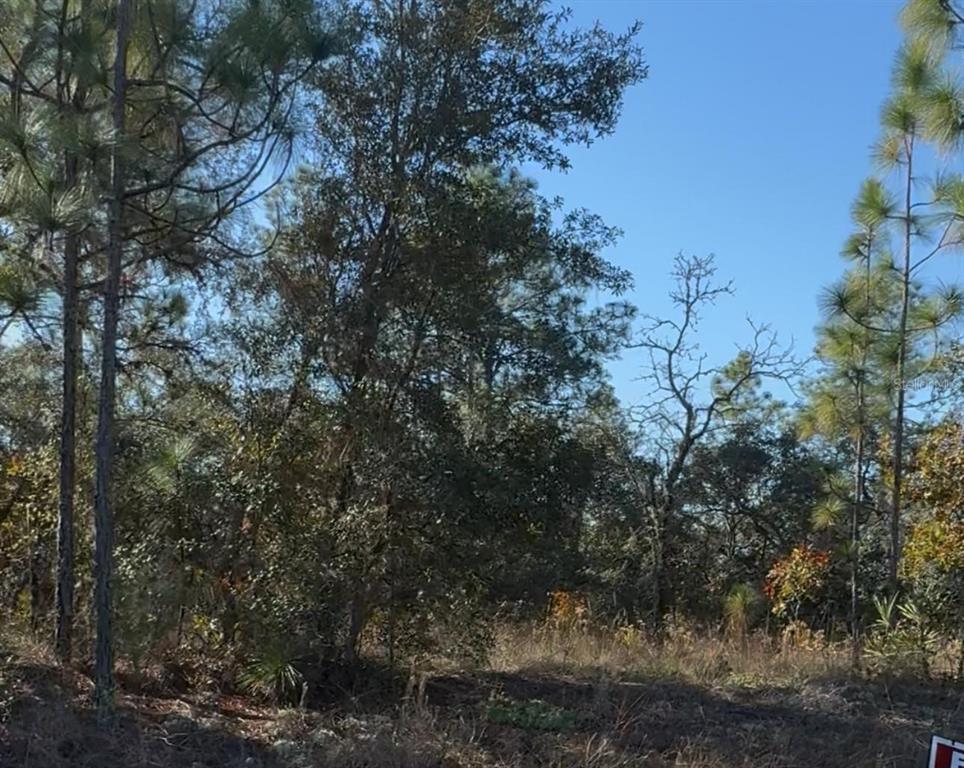 A wooded lot with pine and oak trees under a clear blue sky — 6783 N PAVILION LOOP, CITRUS SPRINGS, FL